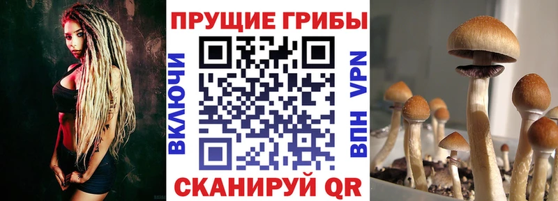 закладки  Серпухов  Псилоцибиновые грибы Psilocybe 